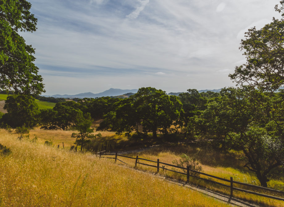 Oak Trees