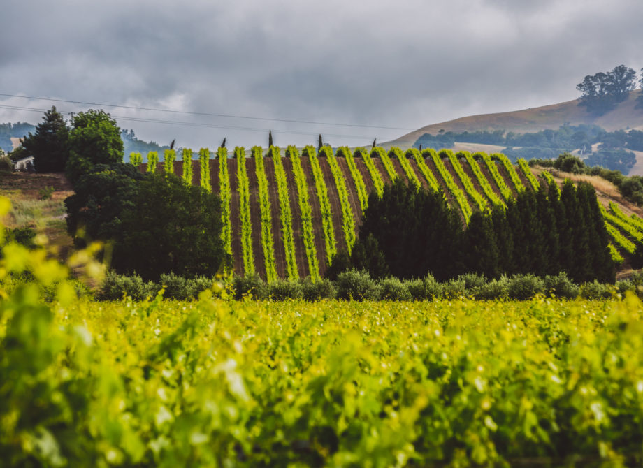 Surrounding Vineyards